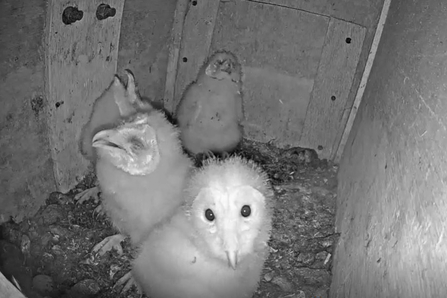 barn owl webcam