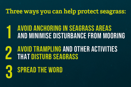 Steps to protect seagrass