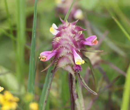 Crested cow-wheat