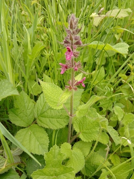 Hedge woundwort