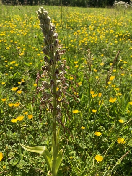 Lizard orchid