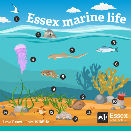 Illustration of Essex's marine life