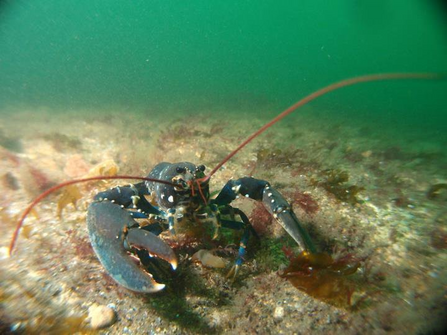 lobster