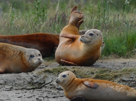 Colourful common seals | Essex Wildlife Trust