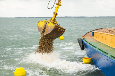 cultch deployment in the Blackwater