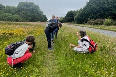 Urban wildlife champions learning about wildflowers