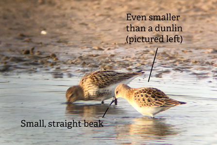 A little stint next to a dunlin, showing its much smaller size. The stint is annotated with key identification features, such as the small, straight beak