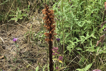 Broomrape