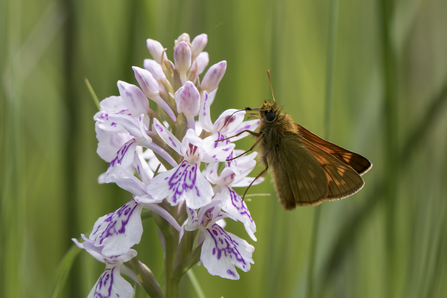 butterfly