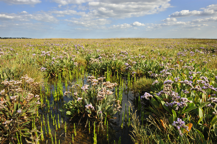 Common sea lavender