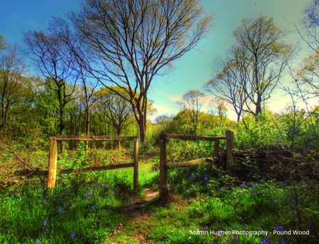 Image of Pound Wood