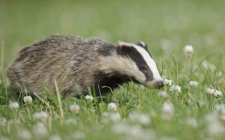 Image of Badger in Grass