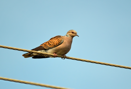 Image of Bird on Wire