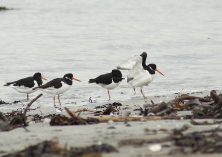 Birds in Water