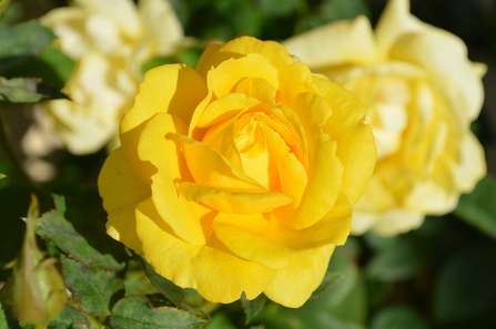 yellow rose