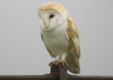 barn owl