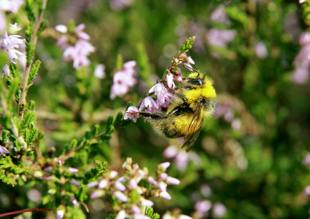 bee