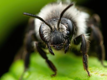 ashy mining bee