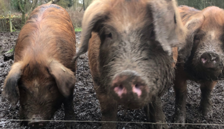 pigs - in memory page