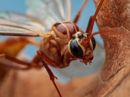 Ichneumon wasp 