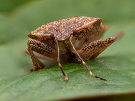 shield bug