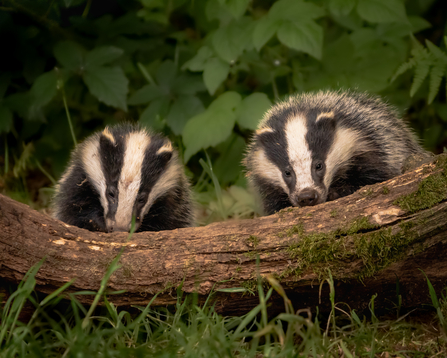 Badgers