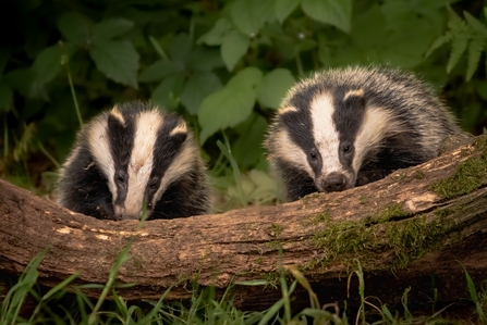 Badgers - Photo: C Paul Browning