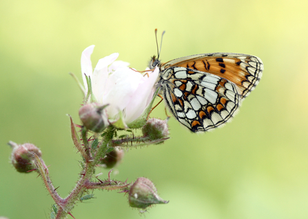 Heath fritillary butterfly