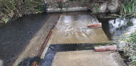 Dedham fish pass