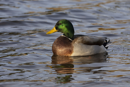 Mallard