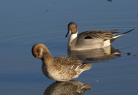 Pintail