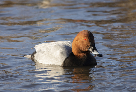 Pochard