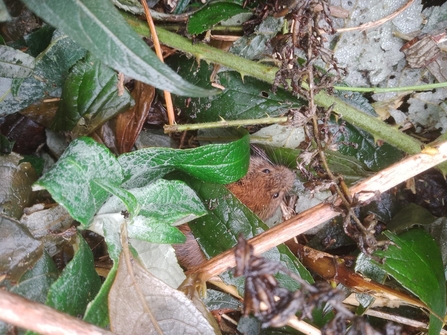 Vole hiding at Chafford