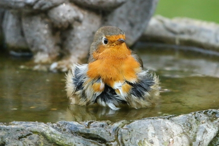 bathing robin