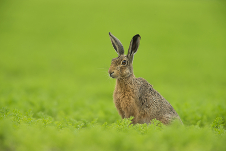 Brown Hare