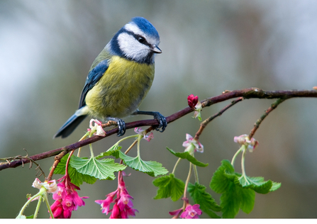 Blue Tit