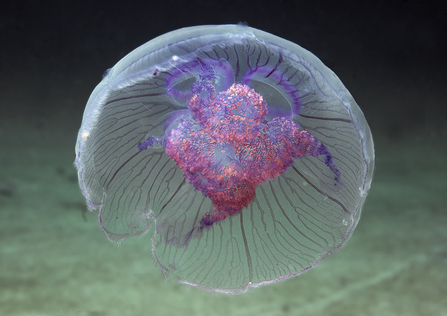 Moon Jelly