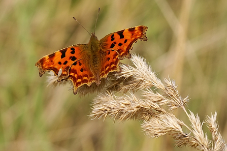 Comma butterfly