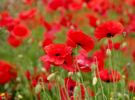 Poppies