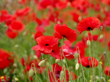 Poppies