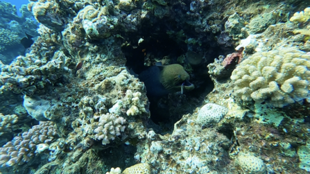 Eel in reef