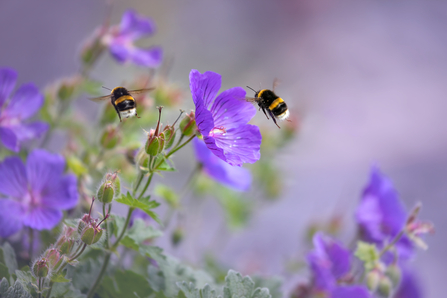 Bees on Flower