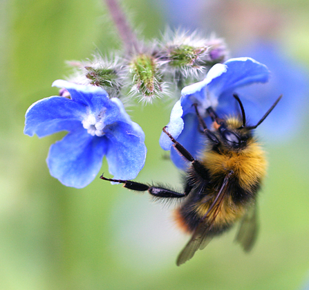 Early Bumblebee