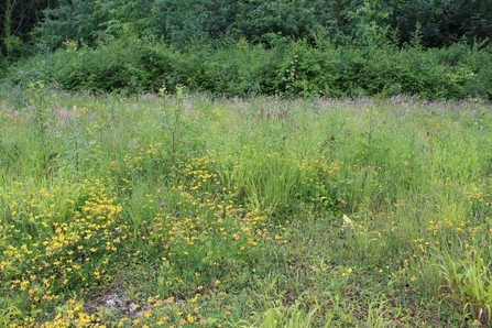 Chalk grassland in bloom at Chafford Gorge