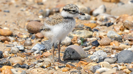 Ringed plover chick photographed on the beach