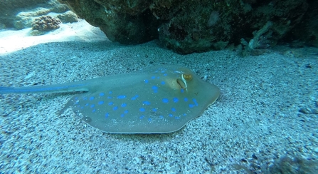 stingray