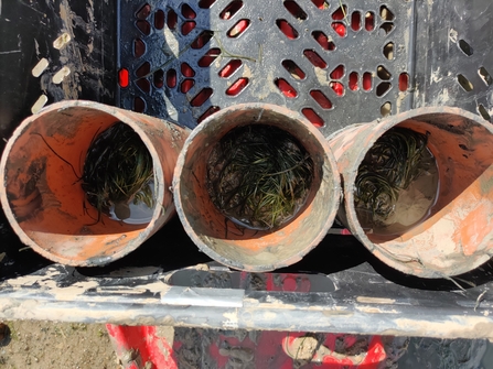 Seagrass in large tubes