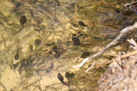 Common toad tadpoles - Vaughn Matthews