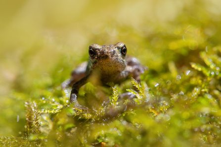 Toadlet