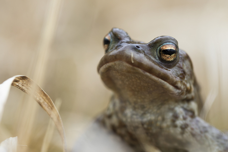 Common toad